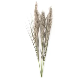 AmeliaHome Pampasgras Trockenblumen getrocknet 3 St. Olivgrün Grün Reedy