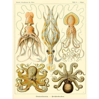 Wee Blue Coo Nature Ernst Haeckel Octopus Biology Germany Vintage Art Print Poster Wall Decor Kunstdruck Poster Wand-Dekor-12X16 Zoll
