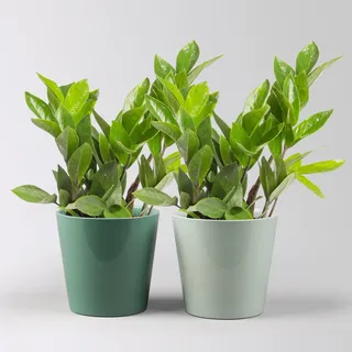 Glücksfeder inkl. Übertopf 'Dallas' seegrün& gl.blau, Topf-Ø 12 cm, 2 Pflanzen