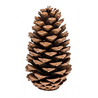 NaDeco Pinus maritima in Natur, 14-18cm, 20 Stück | Große Tannenzapfen | Kiefernzapfen | Weihnachtsdekoration | Deko | Zapfen Moos