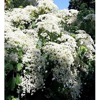 Kletterhortensie, Hydrangea petiolaris, 40-60cm, im Topf