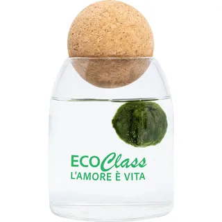 EcoClass Marimo-Alge 4-6 cm in Glasvase 500 ml mit Korkverschluss Yoga Kugel