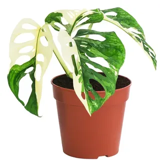 Fensterblatt - Monstera adansonii variegata, Grün, Weiß