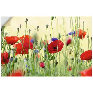 ARTland Wanddeko Wandtattoo selbstklebende Vinylfolie 90x60 cm Pflanzen Blumen Mohn Mohnblumen Kornblumen Blumenwiese Sommer U4YP