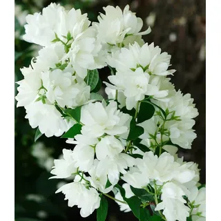 BALDUR Garten 1x Schneeweißer Duft-Jasmin, Pflanze im 1 Liter-Topf, Philadelphus lemoinei, Gartenjasmin, duftend, winterhart, Duft-Jasmin, pflegel...