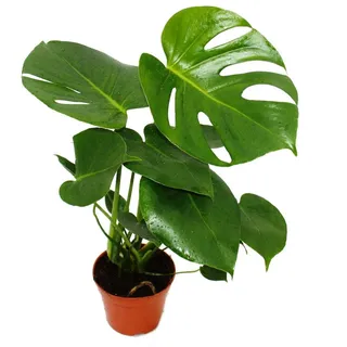 Exotenherz Zimmerpflanze Monstera deliciosa - Fensterblatt - 12cm Topf - ca. 30-35cm hoch