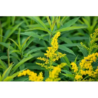 Goldrute 'Goldkind' im Topf Solidago winterhart mehrjährig Schnittblume | Aufrecht, buschig, 40-60 cm, gelbe Blüten August bis September, sonnig bis halbschattig, Staudenbeet, winterhart bis -20 °C