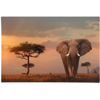 Poster REINDERS "Afrikas Wildtiere Elefant", braun (farbe bild(er): braun), B:91,5cm H:61cm, Papier, Bilder, Poster
