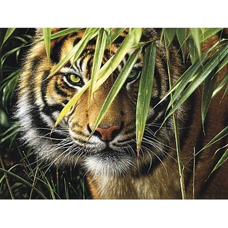 Malen nach Zahlen mit Acrylfarben "Tiger", 40 x 30 cm