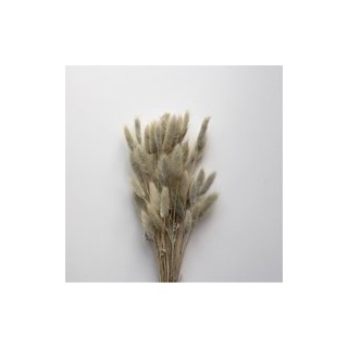 Trockenblumen  Lagurus light grey