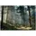 Fototapete 350x250cm