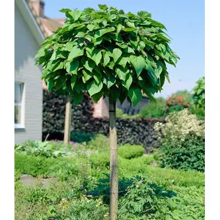 BALDUR Garten Zierstrauch Kugel-Trompetenbaum auf Stamm, 1 St., Zierstämmchen,winterhart, mehrjährig, schattenverträglich grün
