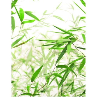 Komar Wandbild | Bamboo Leaves | Poster, Bild, Wohnzimmer, Schlafzimmer, Dekoration, Kunstdruck | ohne Rahmen | P060-40x50 | Größe: 40 x 50 cm (Breite x Höhe)