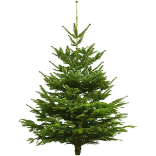 Echter Weihnachtsbaum Nordmanntanne, Höhe ca. 180 - 200 cm, Premiumqualität, ...