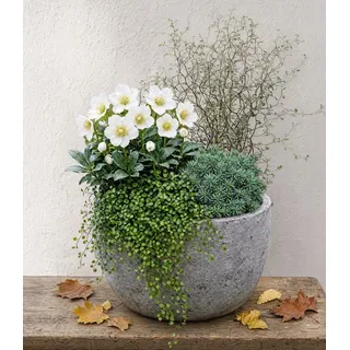 BALDUR Garten Staude 4er Herbst-Set 'Wintertime', 4 St., Herbstpflanzen-Mix, winterattraktiv, strukturreich, kübelgeeignet bunt
