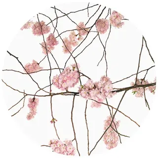 K&L Wall Art Vliestapete »Runde Vliestapete«, Kadam Japanische Kirschblüten, mehrfarbig, matt - bunt