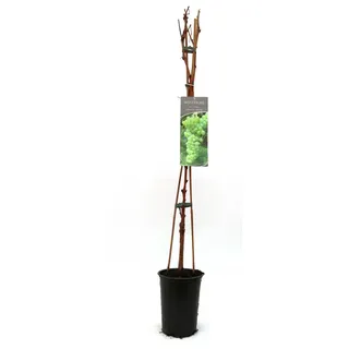 Pflanzen Weintraube Vitis vinifera gelb & kernlos H ca 80 cm 3 l Container