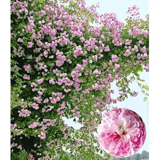 BALDUR Garten 1x Rambler-Rose 'Paul's Himalayan Musk Rambler' | Pflanze wurzelballiert, Kletterrose, Schlingrose, winterhart, mehrjährige Kletterp...