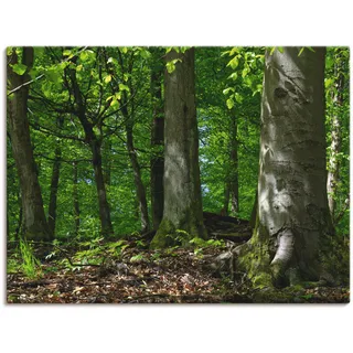 Leinwandbild ARTLAND "Frühling im Buchenwald" Bilder Gr. B/H: 120 cm x 90 cm, Wald, 1 St., grün Leinwandbilder auf Keilrahmen gespannt