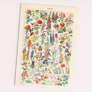 Fleurs Vintage Poster - Blumen Bild, Adolphe Millot (A2 (42x60 cm))