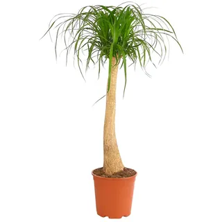 Dehner Elefantenfuß, einstämmig, ca. 120-130 cm, Ø Topf 27 cm | Beaucarnea recurvata, baumförmige Zimmerpflanze, pflegeleicht, für sonnige bis halbschattige Standorte