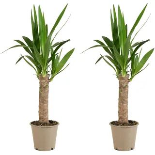 Bloomique - Yucca Elephantipes - Elefantenfuß-Yucca - Palmlilie - Zimmerpflanzen - Pflegeleicht - Luftreinigend - Höhe 30-40 cm - Topf 12 cm