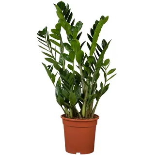 Zamioculcas Zamifolia Glücksfeder 80 cm 21 cm Topf