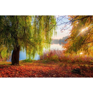 Papermoon Fototapete HERBST-SEE-SONNE WALD UFER WASSER WALD BÄUME STRAND, samtig, Vliestapete, hochwertiger Digitaldruck, inklusive Kleister bunt 2,00 m x 1,49 m