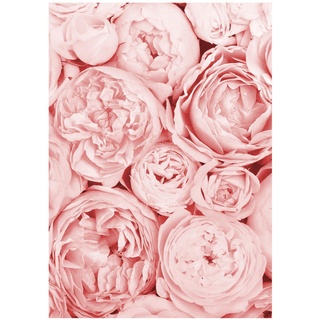 Close Up Paris rosa Blumen Poster - DIN A4 (21 x 29,7 cm) - Premium Vintage Rosen Wanddeko - Pfingstrosen Kunstdruck Homedecor