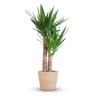 Green boutiQ - Zimmerpflanze - Yucca (Palmlilie) - Yucca Elephantipes - Grün - Pflegeleicht - 1 Pflanze - mit Korb - Topf 21cm - Höhe 80-95cm