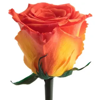 Kunstblume Ewige Rose konserviert mit Stiel echte haltbare Blume Rose, ROSEMARIE SCHULZ Heidelberg, Höhe 50 cm, Infinity Rose, Geschenk für Frauen, Valentinstag, Made in Germany orange Ø 5 cm x 50 cm x 50 cm