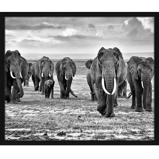 ANY IMAGE Digitaldruck »Elefanten«, Rahmen: Buchenholz, Schwarz