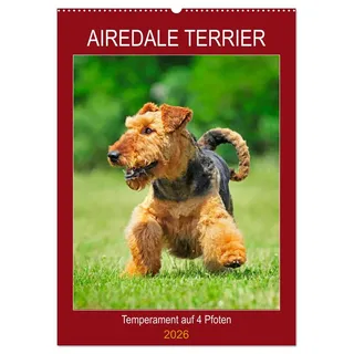 Calvendo Airedale Terrier - Temperament auf 4 Pfoten (Wandkalender 2026 DIN A2 hoch), CALVENDO Monatskalender: Die größte der Terrierrassen in 12 bezaubernden Bildern (CALVENDO Tiere)