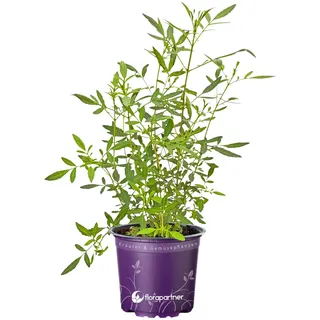 Zitronen-Tagetes Lemon Gem | Essbare Blüten mit intensivem Zitrus-Aroma | Schmalblättrige Studentenblume Bienenweide | Ideal für Küche, Balkon & Garten | 1 Pflanze im 12cm Topf