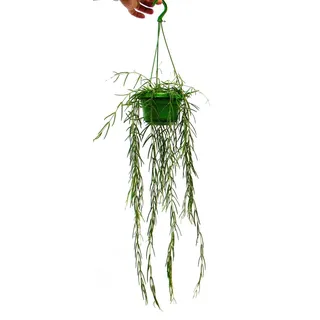 exotenherz Zimmerpflanze zum Hängen Hoya linearis Wachsblume 12cm Ampel