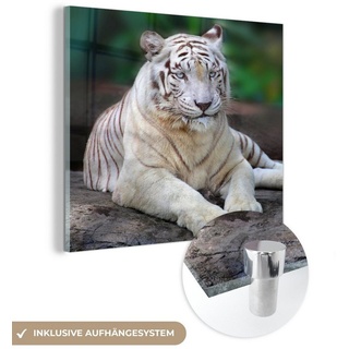 MuchoWow Acrylglasbild Weißer Tiger - Baumstamm - Wald, (1 St), Glasbilder - Bilder auf Glas Wandbild - Foto auf Glas - Wanddekoration bunt 20 cm x 20 cm x 0.5 cm