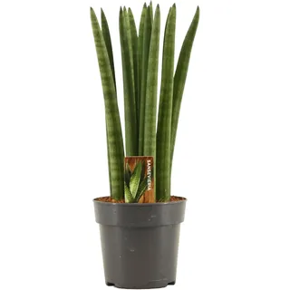 Sansevieria Cylindrica Straight 30 cm – Bogenhanf (Schwiegermutterzunge) für Bessere Raumluft, Luftreinigend, Pflegeleicht, Dekorative Zimmerpflanze für Zuhause und Büro