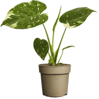 Blumen-Senf Monstera Thai Constellation – panaschierte Fensterblatt Zimmerpflanze | seltene Grünpflanze mit weißer Zeichnung | ca. 25 cm hoch | Topf Ø 11 cm | pflegeleicht & dekorativ