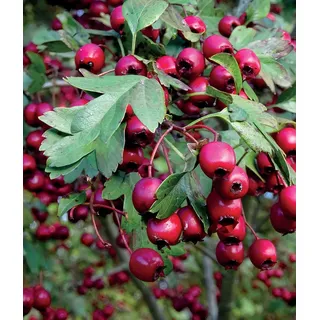 Vogelbeerbaum (Sorbus aucuparia) Titan 2L - Eine sehr ertragreiche Sorte