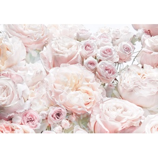Komar Fototapete Spring Roses  368 x 254 cm