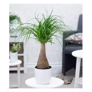 BALDUR Garten 1x Elefantenfuß 50-60 cm hoch, Pflanze im 17 cm-Topf | Nolina recurvata, Beaucarnea Flaschenbaum, Wasserpalme, Grünpflanze, Zimmerpflanze, mehrjährig - frostfrei halten, Blickfang