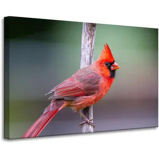 Leinwanddruck Tiere Kardinalvogel 90x60 Cm