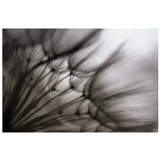 Papermoon Premium collection Fototapete Pusteblume Durchsch.  (B x H: 300 x 223 cm, Vlies)