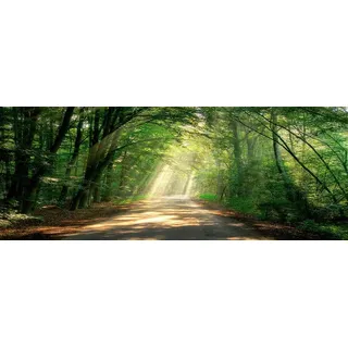 artissimo Bild aus Glas 80x30 cm Wald AG4071A – Waldweg mit Sonnenstrahlen Wandbild, Natur Panorama Glasbild Querformat, moderne Wanddeko Wohnzimmer grün