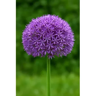 Exotenherz Blumenzwiebeln Exotenherz Blumenzwiebeln - Zierlauch Allium Globemaster 5 (Stück), (1-St)