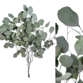 Blumigo 1 Bd. - Eukalyptus Großblatt konserviert in Grün