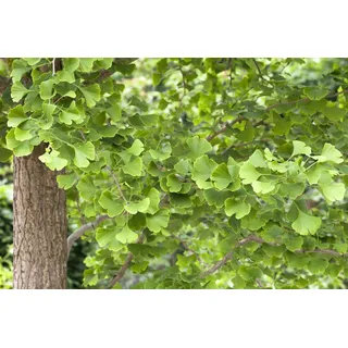 Pflanzen Für Dich Ginkgo biloba Fächerblattbaum 40–60 cm Winterhart,