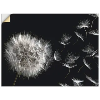 ARTland Wanddeko Wandtattoo selbstklebende Vinylfolie 80x60 cm Blumenbilder Pusteblume Blumen Pflanzen Schwarz Weiß U1UG