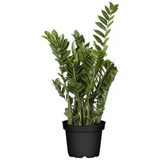 Piardino Glücksfeder  (Zamioculcas zamiifolia, Topfgröße: 24 cm)