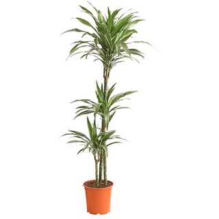Drachenbaum - Dracaena deremensis 'White Stripe'